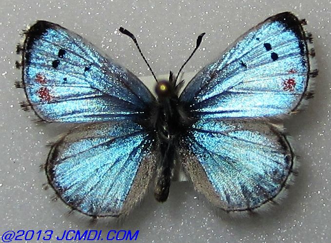 Philotes sonorensis (Sonoran Blue) butterfly life cycle image